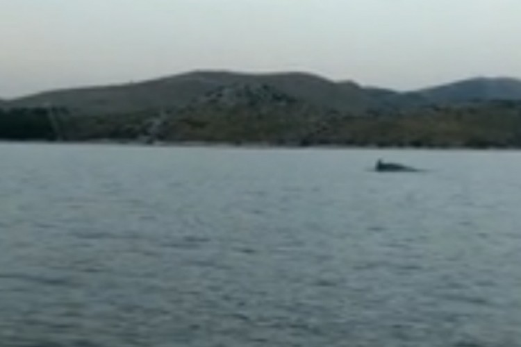 Nakon morskog psa, u uvali kod Grebaštice viđen delfin
