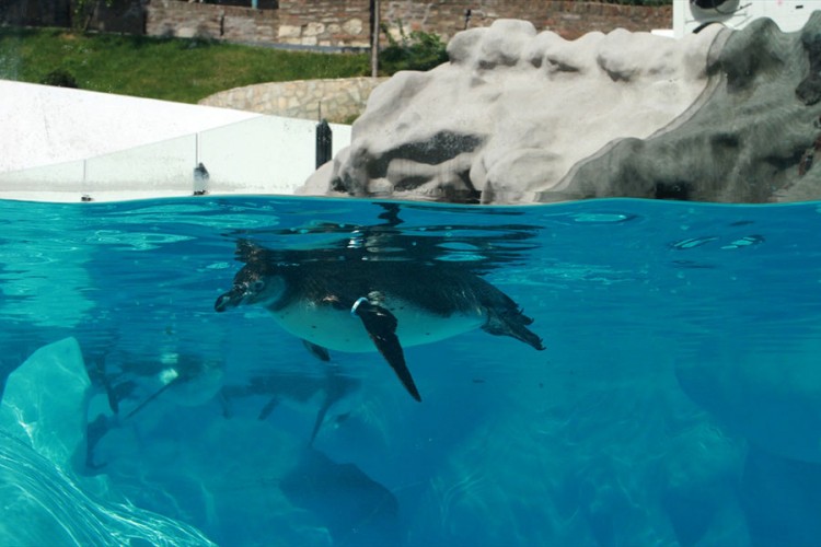 Pingvini nova atrakcija za sve u zoološkom vrtu u Beogradu