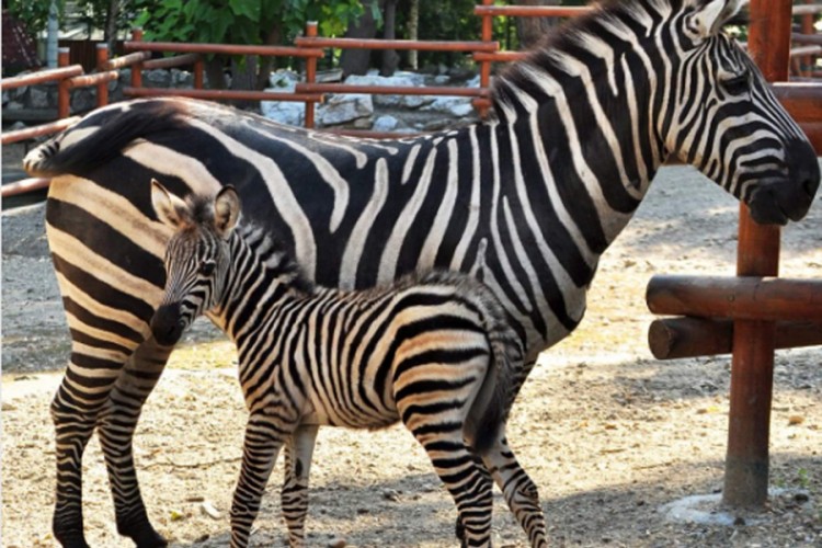 Beogradski zoo vrt bogatiji za crno-bijelu bebu