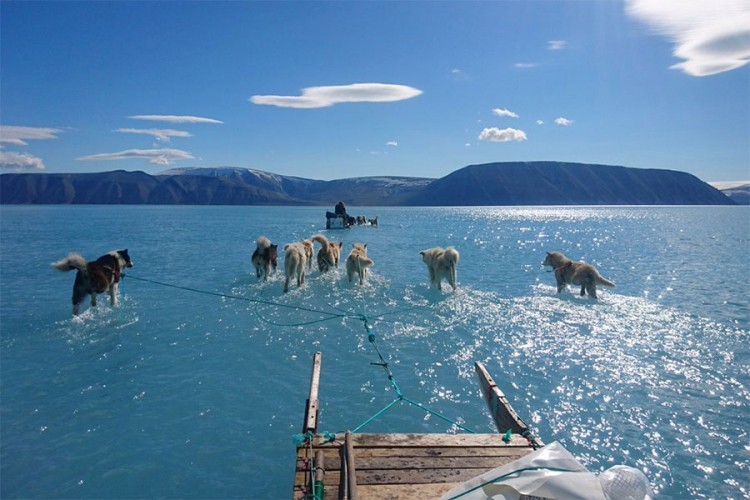 Nevjerovatan prizor: Psi vuku sanke kroz otopljen Grenland