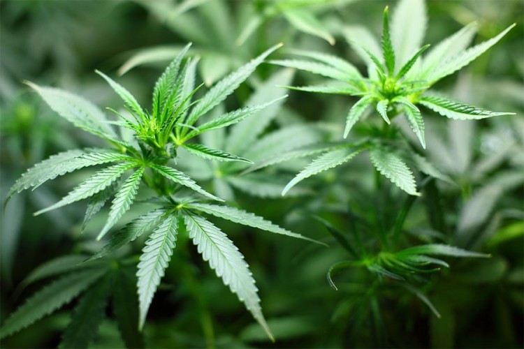 Kod Prijedorčanina otkriven kilogram marihuane