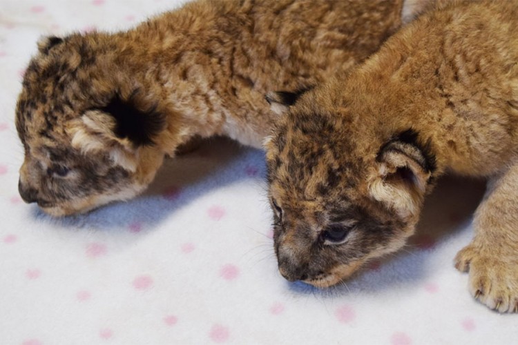 Prinova u Zoo vrtu Bingo: Lavica Nina okotila tri mladunčeta
