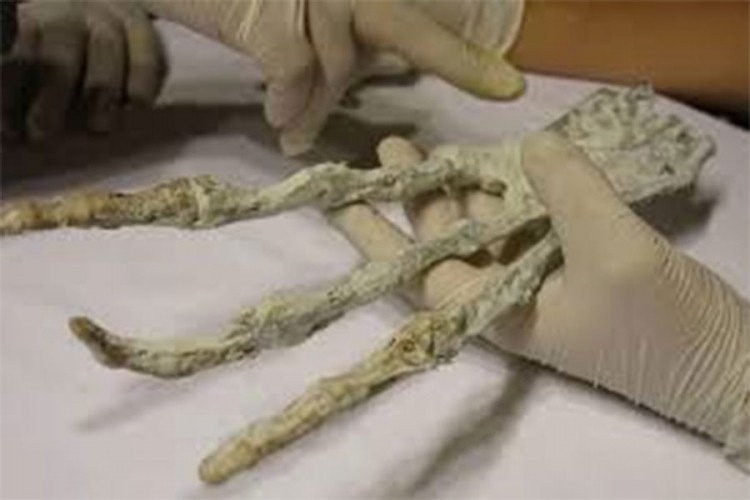 Misteriozna ruka stara 2000 godina nađena u bunaru