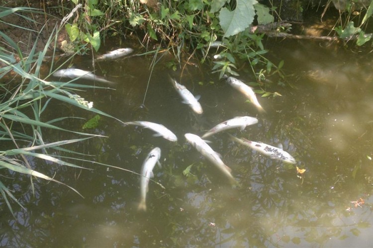 Mještani uznemireni: Mrtve ribe u Mrežnici, preživjele jedino kornjače