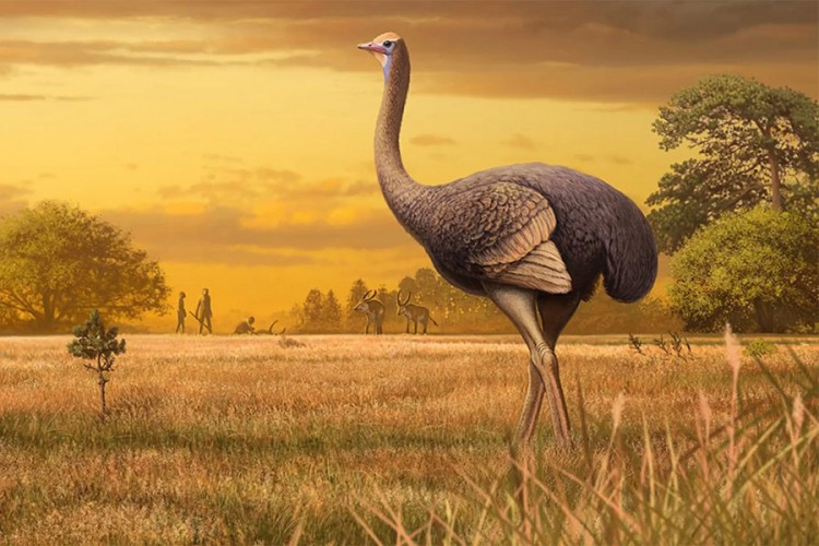 Naučnici pronašli ostatke divovske praistorijske ptice