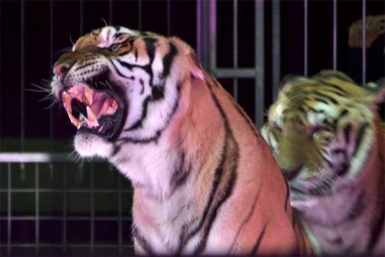 Četiri tigra ubila trenera u cirkusu