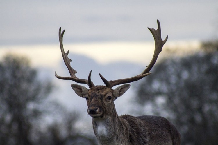Uginulo devet jelena, u stomacima im pronađena plastika