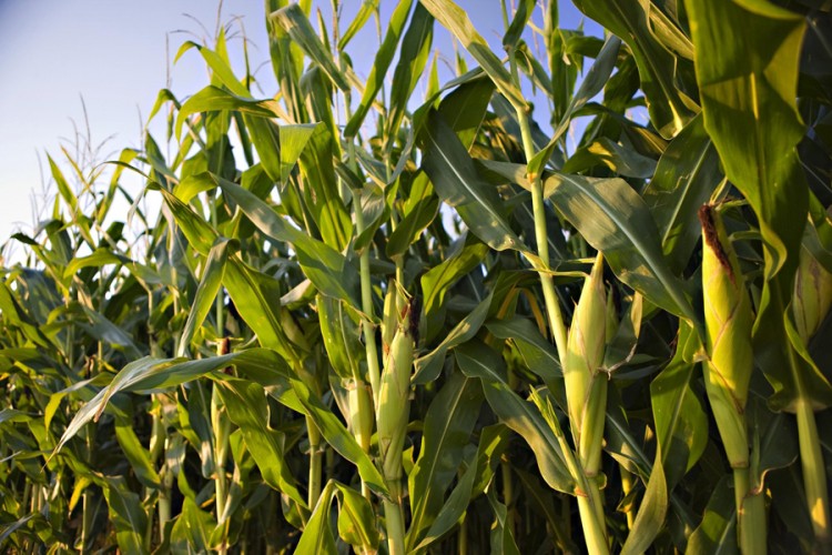 Šteta na usjevima kukuruza  i do 50 odsto
