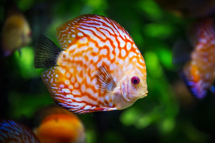 Ribe mijenjaju pol kada su pod stresom