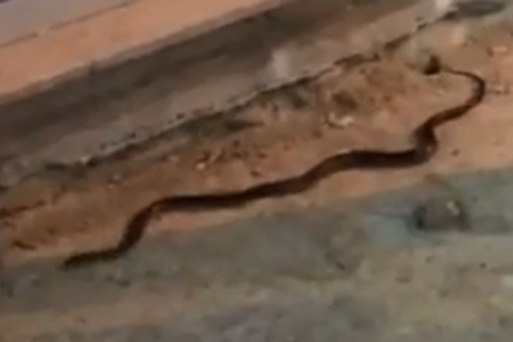 Stanari ispred zgrade snimili zmiju