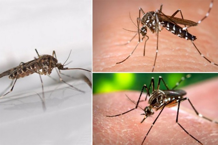 Naučnici na pragu nove metode protiv zaraznih komaraca