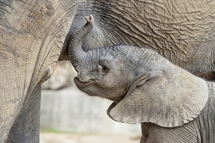 Afrički slonić prinova u bečkom zoološkom vrtu