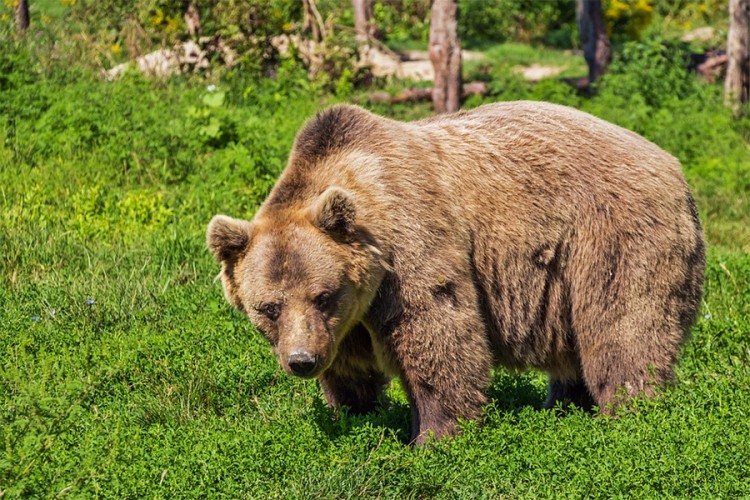 Medvjed genije za bijeg "izluđuje" italijanske rendžere