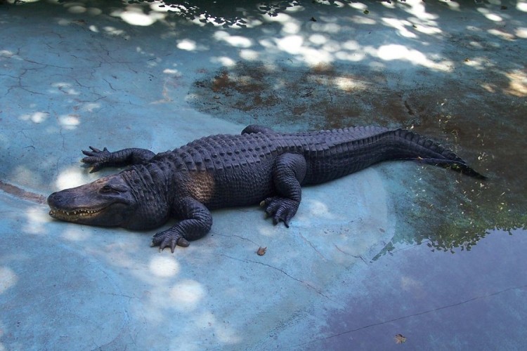 Mladunče aligatora pronađeno iza prodavnice