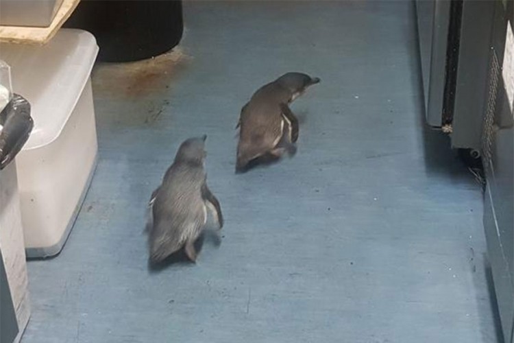 Par pingvina "provalio" u suši prodavnicu