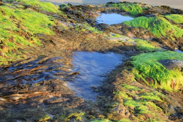 Jedinstven u svijetu: Uspio projekat srpskih naučnika za pretvaranje algi u biodizel