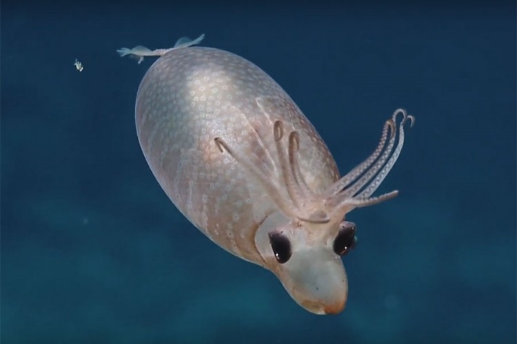 Neobično morsko stvorenje zbunilo naučnike