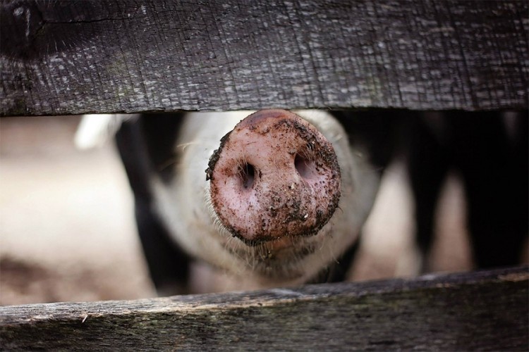 Zabilježen novi slučaj afričke svinjske groznice u Evropi