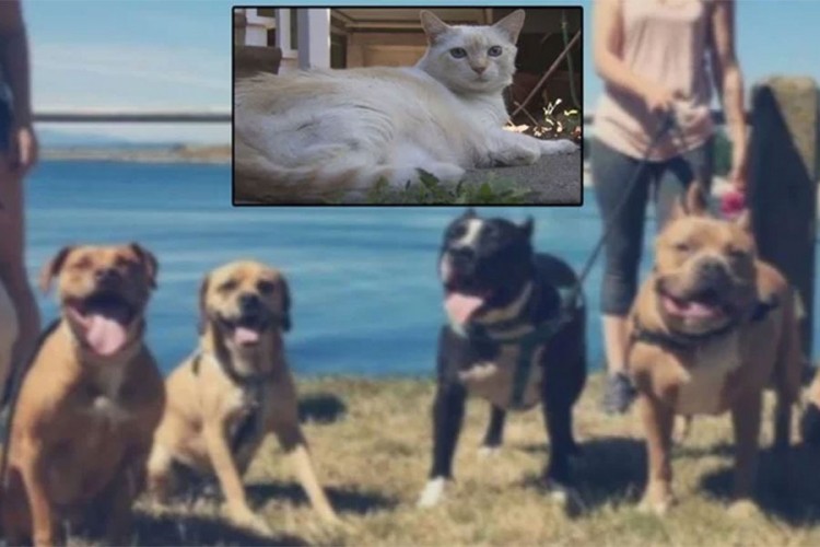 Mačka stara 16 godina odbranila vlasnicu od čopora pasa