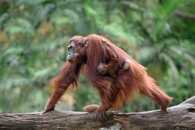 Proizvodnja palminog ulja uništava orangutane