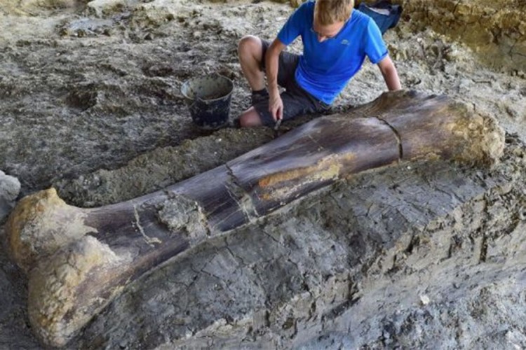 Otkrivena džinovska bedrena kost dinosaurusa