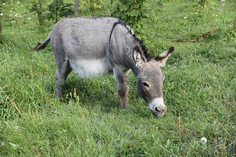 Turistima na Jadranu prodaju magareći izmet