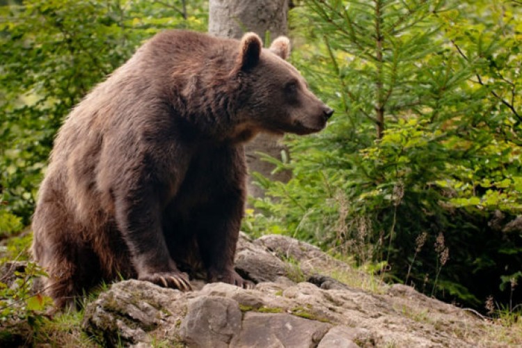 Medvjed napao muškarca u Selačkoj i nanio mu teške povrede