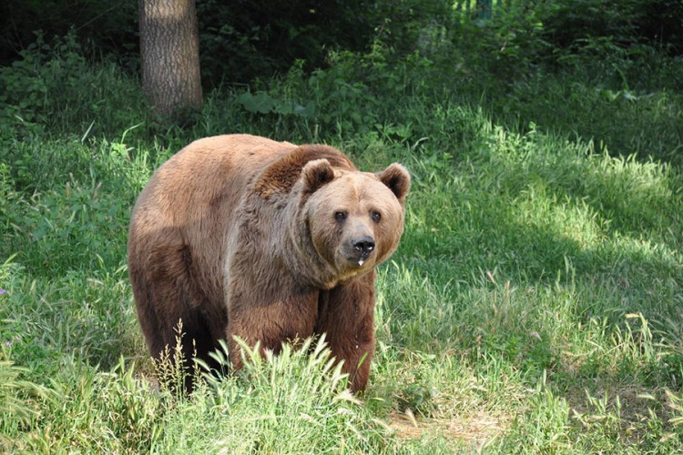 Ubio medvjeda nakon što mu je otkinuo stopalo