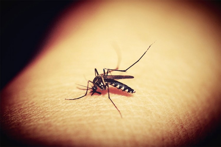 Najgora epidemija denga groznice u istoriji Bangladeša