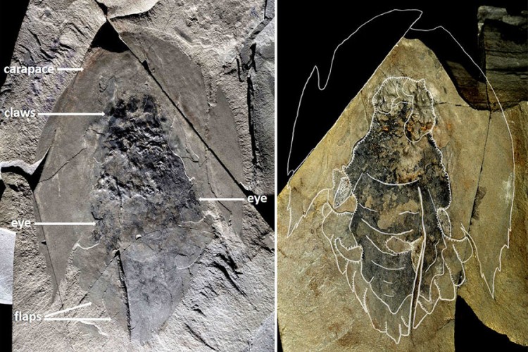 U Kanadi otkiveni fosili životinje iz praistorije