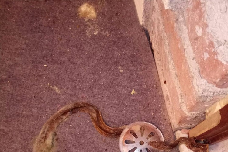 Prnjavorčanin četiri godine nije dolazio kući pa zatekao zmiju u toaletu