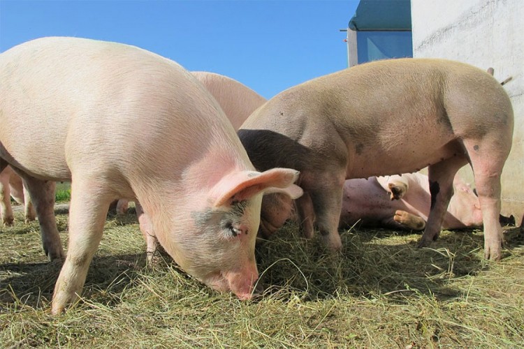 Izvoz svinjetine i jabuka iz Srbije u Kinu bez limita