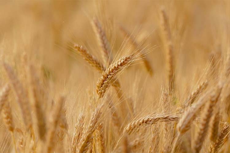 Rod pšenice od 4,5 tona po hektaru