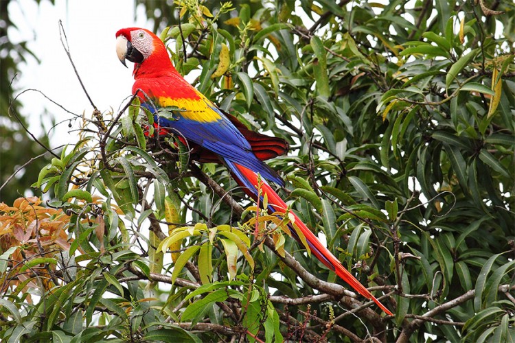Pronađen džinovski papagaj težak oko sedam kilograma