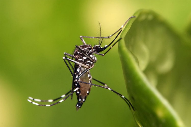 Proglašena epidemija denga groznice