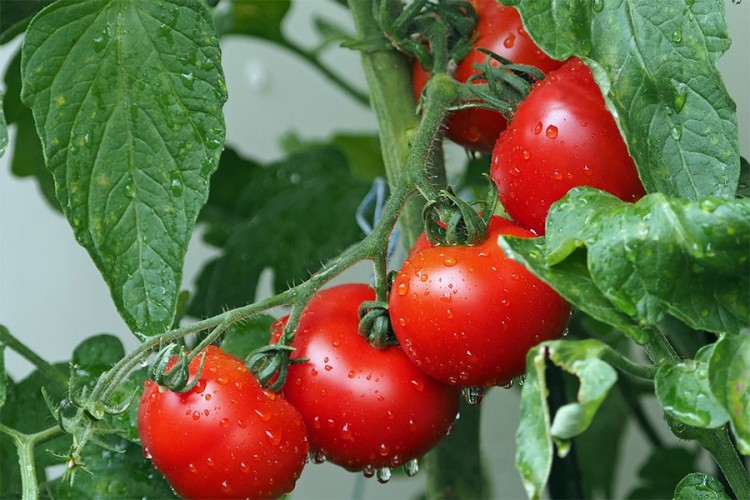 Austrijanci pojedu više paradajza od Srba, a manje proizvode