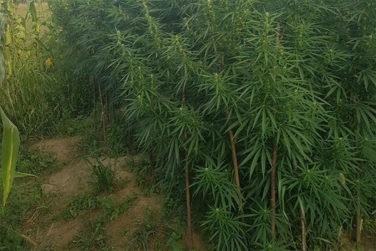 Marihuanu zasijao u bašti uz kukuruz