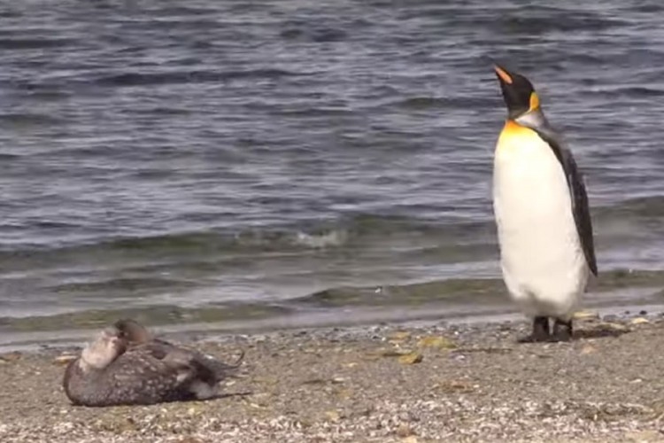 Snimak pingvina koji pokušava neprimjetno odšetati od patke postao hit