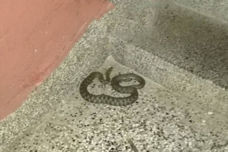 Učenici uslikali zmiju ispred osnovne škole u Banjaluci