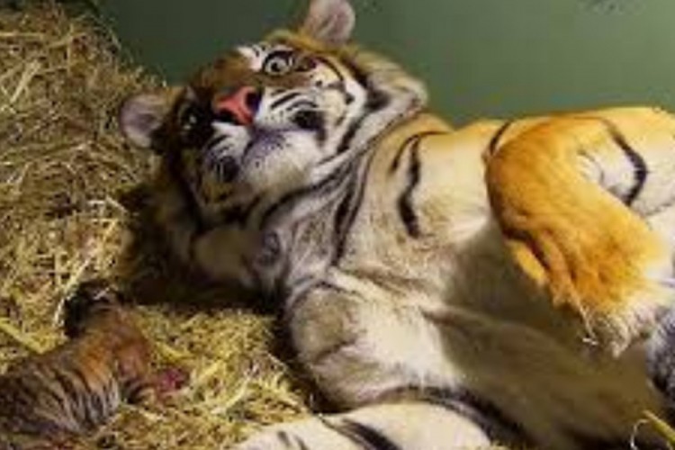 Dva tigrića pronađena u kadi kupatila