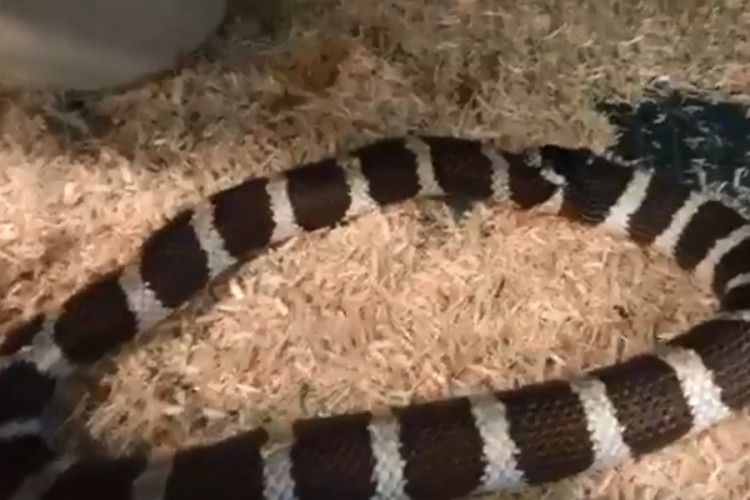 Snimio zmiju kako jede sama sebe