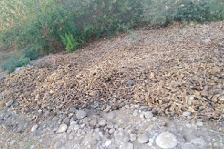 Pet tona kokošjih nogica bačeno na obalu Morače