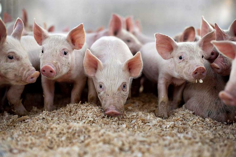 Nedimović: Potvrđena afrička kuga svinja u Srbiji