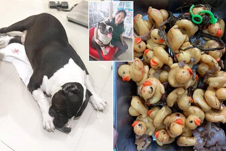 Pas koji je volio gumene patkice – pojeo ih više od 30