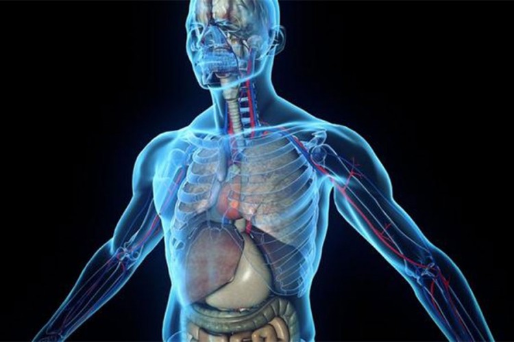 Nučnici otkrili novi organ u ljudskom tijelu