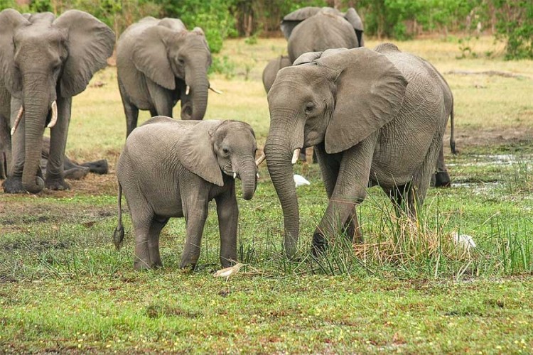 UN zabranio premještaj afričkih slonova iz divljine u zološke vrtove