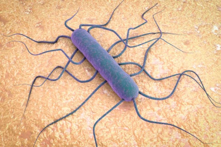 U Španiji izbila epidemija bakterije listerije
