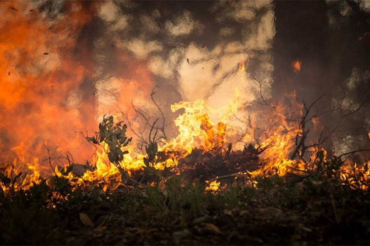 Zbog nelegalne sječe šuma, rekordan broj požara u Amazoniji