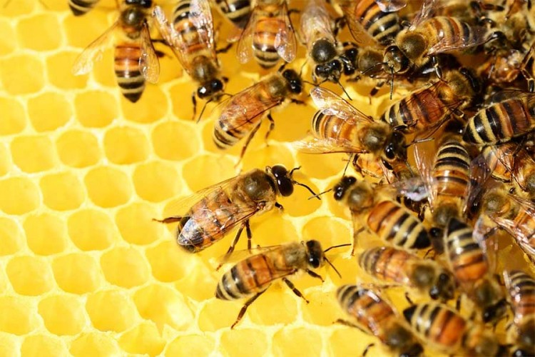 Više od 500 miliona pčela uginulo za tri mjeseca u Brazilu