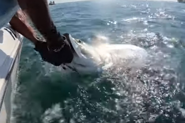 Morski pas "ukrao" ribu ribaru iz ruku